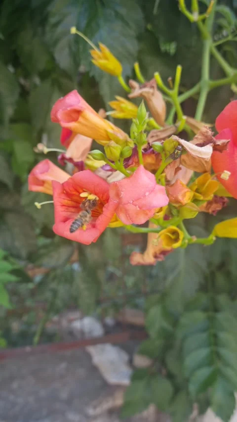 Two honey bees gathering pollen from reddish-orange trumpet vine flowers Stock Footage 317285735