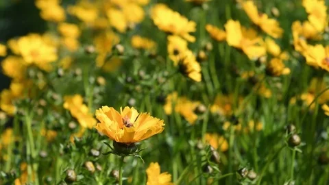 Two honey bees &amp; lance-leaved tickseed flowers Video stock 82557249