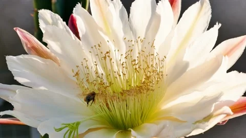 Two Honey Bees Pollinating a Night Blooming Cactus Flower Stock Footage 147421633