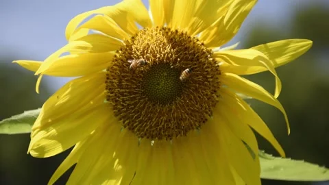 Two Honey Bees Pollinating a Sunflower Disc Stock Footage 163369240