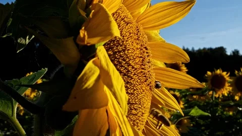 Two Honeybees on Sunflower – 4K Close-Up Pan Stock-Footage 320162938