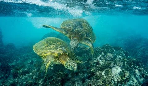 Two honu Stock Photos