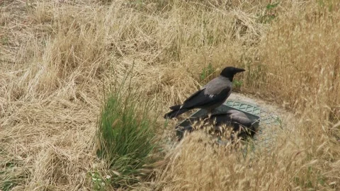 Two hooded crows drinking water from a bowl on field in hot summer day. 스톡 동영상 337411341