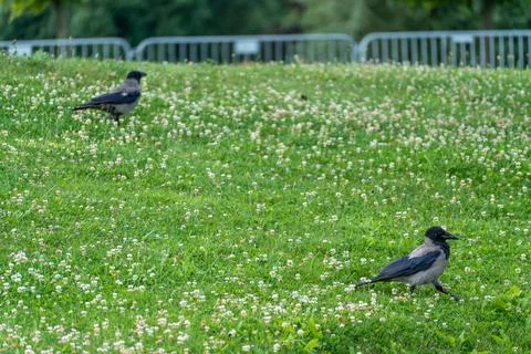 Two hooded crows on grassy field Foto stock