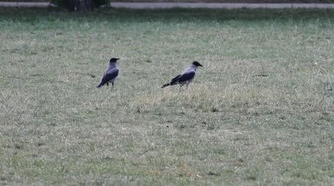 Two Hooded Crows on ground, Corvus corone cornix Vídeos de archivo 12517310