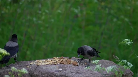 Two hooded crows on a large stone sharing food against a green grass background 스톡 동영상 337585111