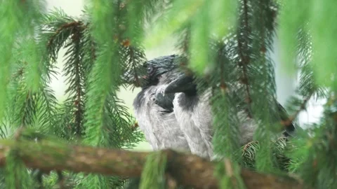 Two hooded crows perched on a branch with a blurred background in 4k slow m.. Stock Footage 279942352