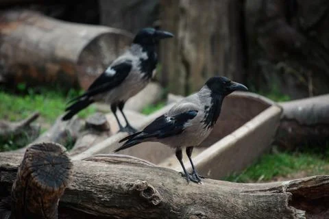 Two hooded crows Stock Photos