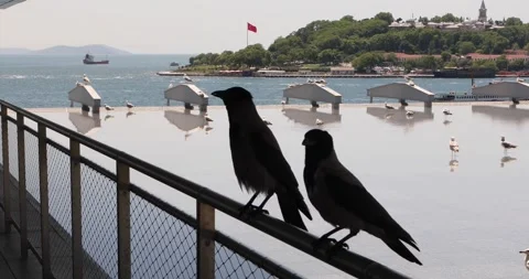 Two hooded crows on a railing, Bosphorus water and Turkish flag in background. Stock Footage 320028209