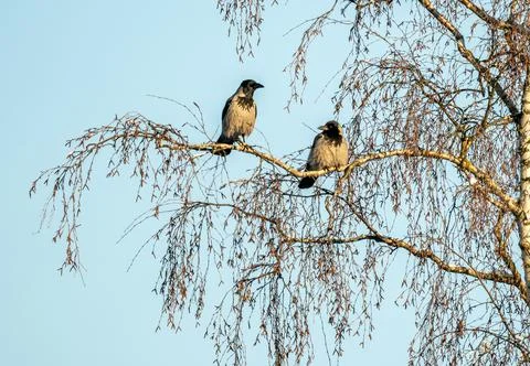 Two hooded crows resting in a tree on a cold winters morning. Foto stock