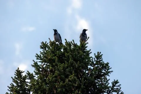 Two hooded crows sit on the top of a spruce tree Stock Photos