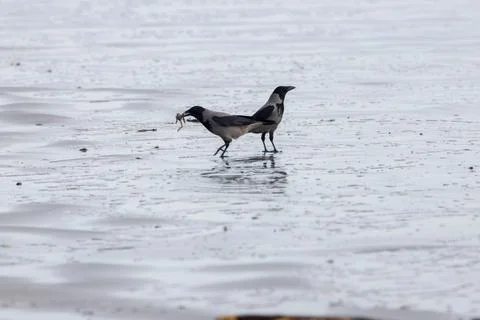 Two Hooded Crows on tidal mudflats, one carrying prey Foto stock
