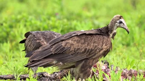 Two hooded vultures stand on ground feeding on carcass, wildlife in motion. Stock-Footage 341396797