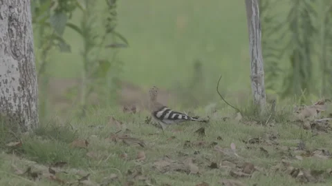 Two Hoopoes Foraging on Grass Under Trees Stock-Footage 343579167