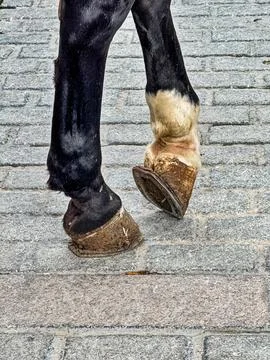 Two Hooves On The Pavement Foto stock