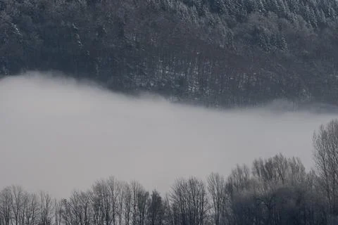 Two horizontal lines of trees in winter with thick fog in between Stock Photos