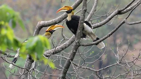 Two hornbill on bare tree branch in the wild jungle of Kalimantan Borneo Video stock 342612017