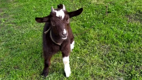 Two-Horned Black and White Goat Grazing - Close-Up. A young goat in the village Stock Footage 296819058