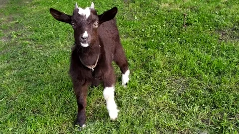 Two-Horned Black And White Goat Looking Straight At You. Video Stock Footage 296819063