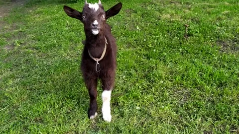 Two-horned Black and White Goat - Close-up. A young goat grazes in the village Stock Footage 296819072