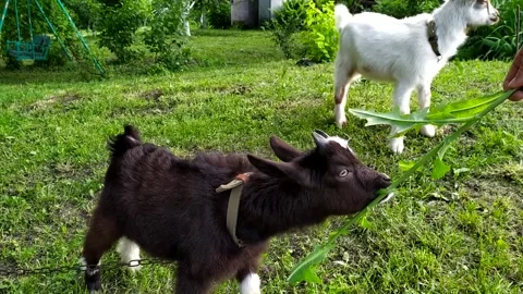 Two-horned Black And White Goat Eating From Hands. Goat grazes in the village Stock Footage 296819086