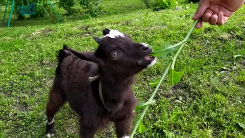 Two-horned Black and White Goat Eating from a Hand. Goat grazes in the village Stock Footage 296819104