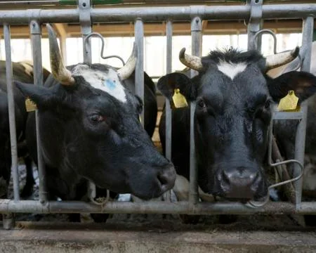 Two horned black cows inside barn on dutch farm in holland Stock Photos