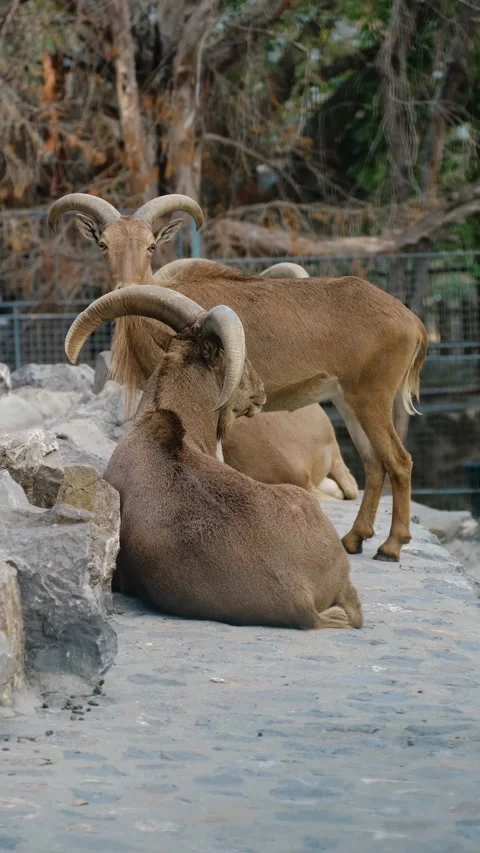 Two horned mountain goats rest and stand together on rocky ground inside a zoo Stock Footage 325740600
