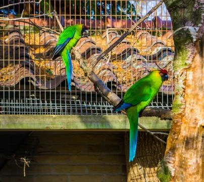 Two horned parakeets sitting on a tree branch in the aviary, parrots from new Stock Photos