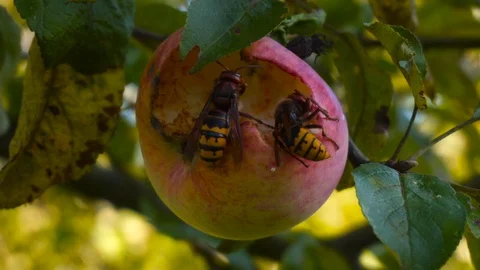 Two hornets Stock Footage 116467495