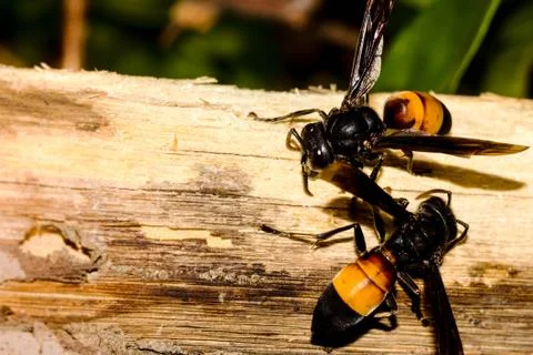 Two Hornets Strip Bark From A Tree Branch Stock Photos