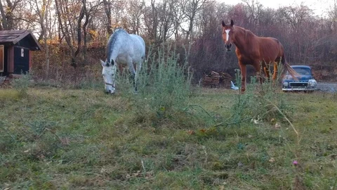 Two horse and a cat Stock Footage 99007768