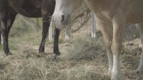 Two horse eating head close up Stockbeeldmateriaal 128281744