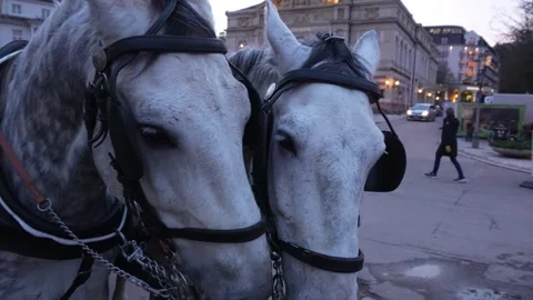 Two horse in front of a carriage Stock Footage 266436314