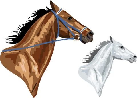 Two horse heads Stock Illustration