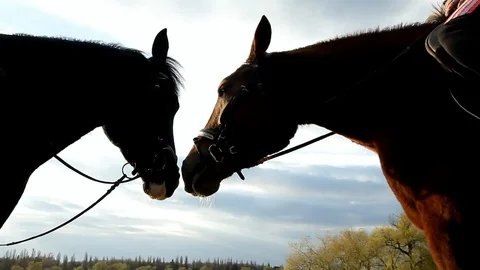Two horse muzzle against the blue sky Stock Footage 82228276