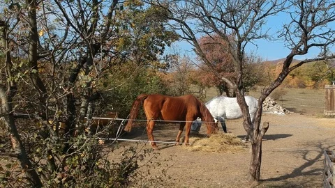 Two horse outside the barn Stock-Footage 99007447