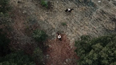 Two horses from above drone shot Stock Footage 339843399