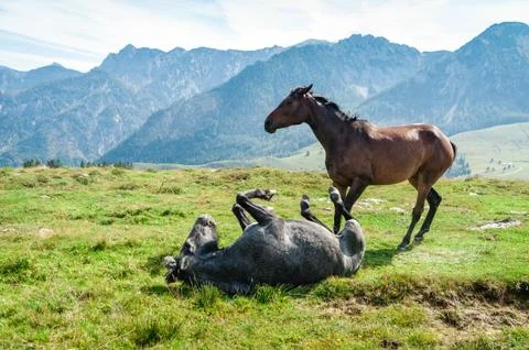 Two Horses in the Alps 写真素材