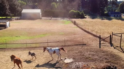 Two Horses and a Burro 库存影片 82331584
