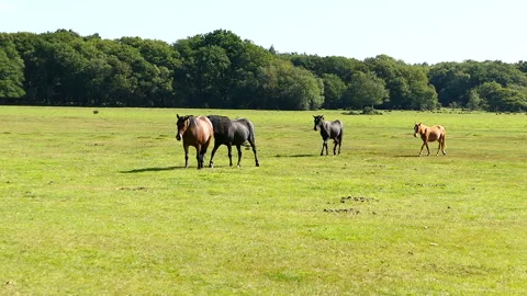 Two horses and two foals walking through a field at The New Forest Stock Footage 244745883