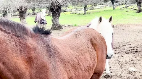 Two horses approach the camera curiously Stock Footage 313225241