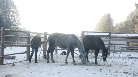 Two horses are eating behind the fence Video stock 85958293