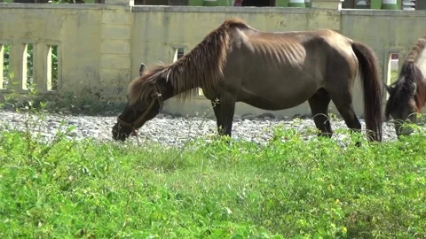 Two horses are eating grass in the yard Stock Footage 199031997