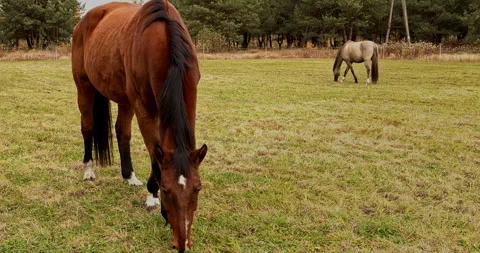 Two horses are eating grass in the pasture. Stock Footage 292317656