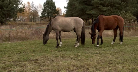Two horses are eating grass in the pasture. Stock Footage 296600873