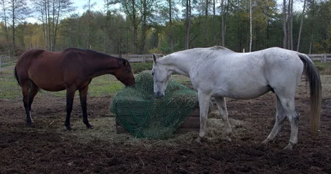 Two horses are eating hay from a slow-feeder net. Stock Footage 331663309