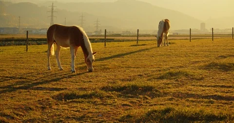 Two horses are on the field in front of a city in Tirol Innsbruck Thaur Stock Footage 120179764