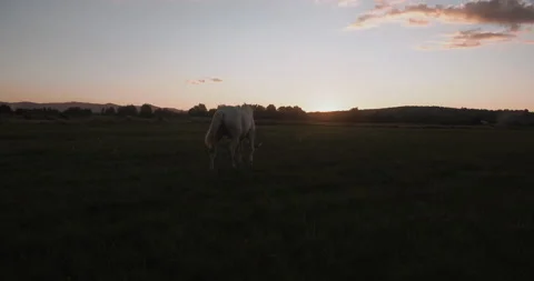 Two horses are grazing in a field against the backdrop of a beautiful sunset. Stock Footage 158492467