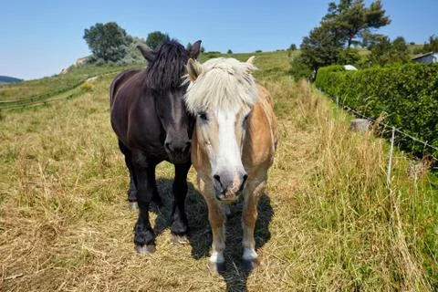 Two horses are looking forward Stock Photos